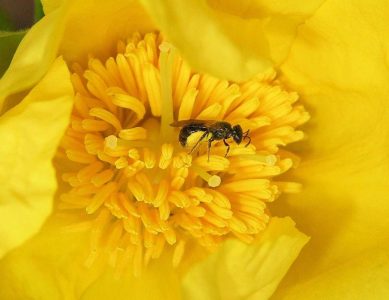 حشرات چطور می فهمند کدام گل گرده دارد؟