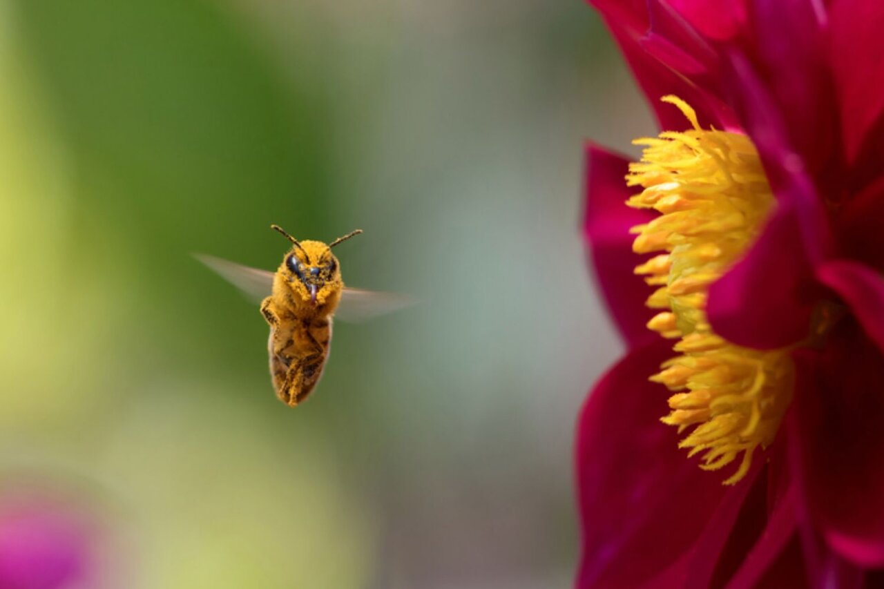 حشرات چطور می فهمند کدام گل گرده دارد؟