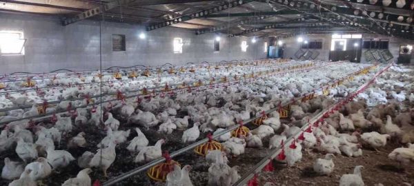 تلف شدن بیش از ۱۵۰۰ قطعه مرغ به دلیل قطع برق در کوهسرخ