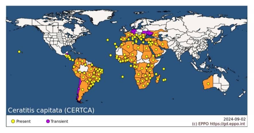 GEOGRAPHICAL DISTRIBUTION 2024