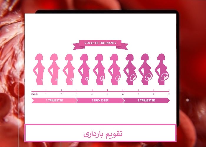 تقویم بارداری و تغییرات هفته به هفته جنین