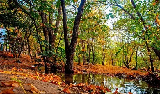 جنگل پارک های جنگلی ایران برای کمپینگ و طبیعت گردی