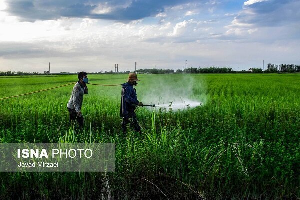 لزوم تولید آفت‌کش‌های سبز و کم‌خطر برای نجات محیط زیست