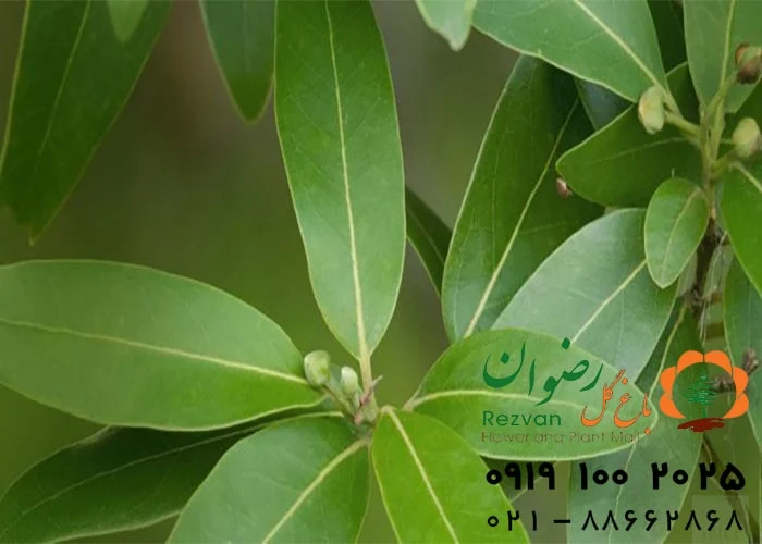 آپارتمان چرا آبیاری گیاهان آپارتمانی موقع سفر اینقدر مهمه؟ (و چرا نباید دست کمش بگیری!)
